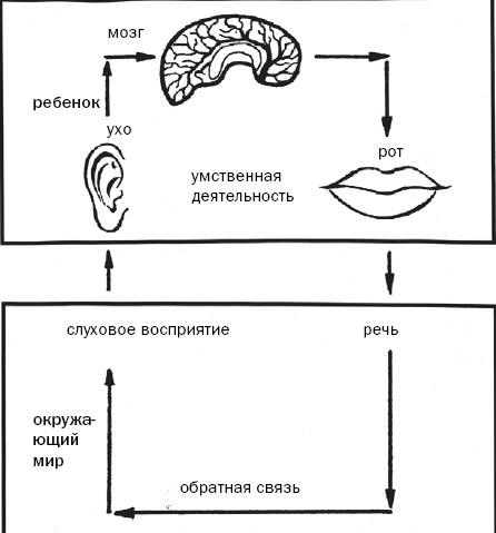 Как развивается грудь фото