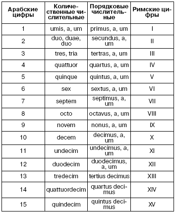 Кроссворд По Латинскому Языку На Тему Анатомия Человека